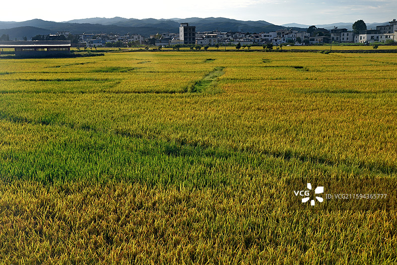 建水双龙桥稻田公园图片素材
