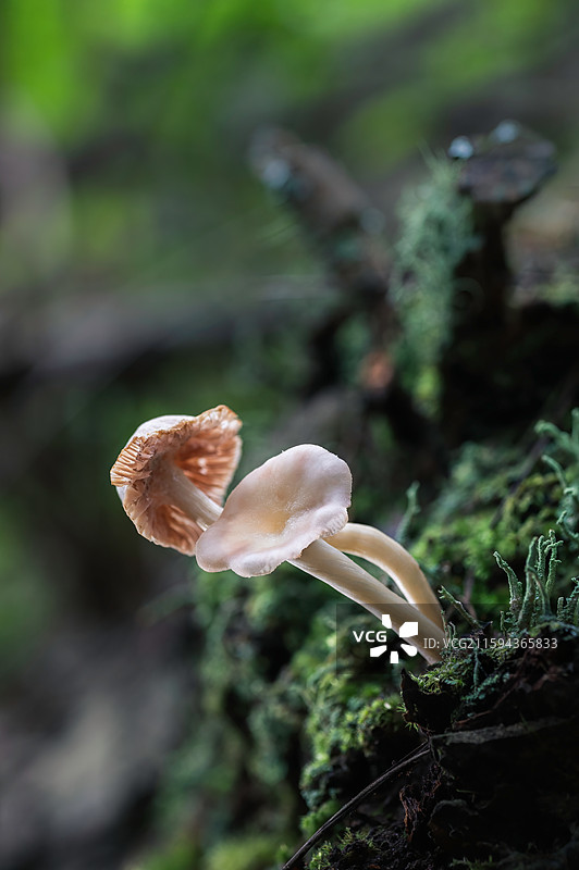 云南大理巍山巍宝山野生菌（真菌）系列图片素材