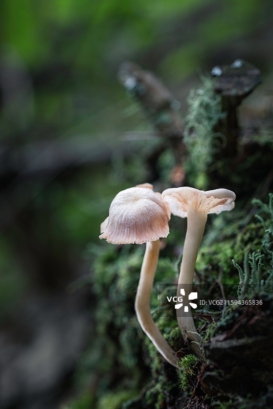 云南大理巍山巍宝山野生菌（真菌）系列图片素材