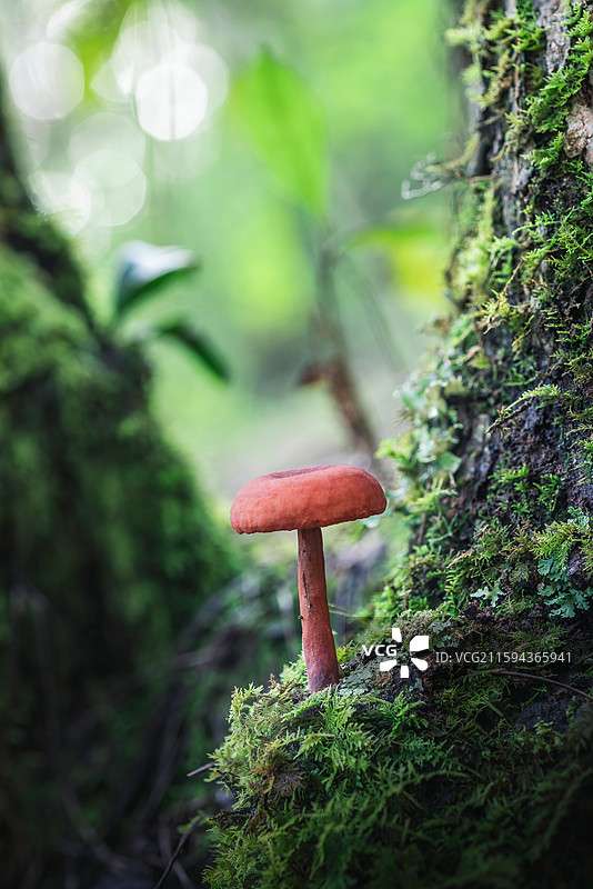 云南大理巍山巍宝山野生菌（真菌）系列图片素材