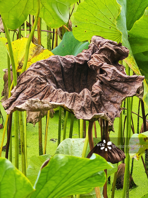 秋意的水墨痕 黑褐的残荷蜷在鲜绿里，像一幅被时光晕染的水墨画。蓬勃的绿与枯卷的叶呈现季节的更迭的浪漫图片素材