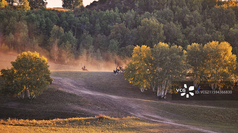 桦林尽染金，牧野马蹄声图片素材