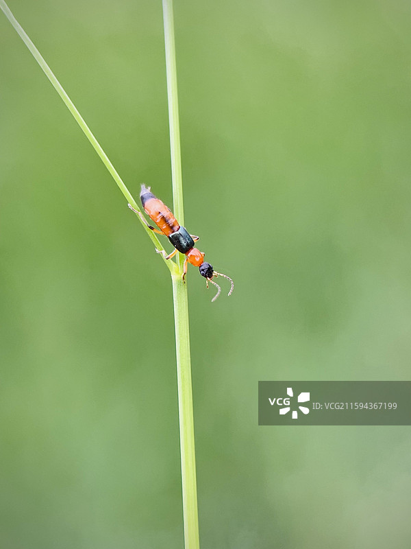 岔路口的隐翅虫图片素材