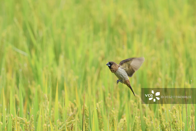 抓拍金色稻田偷吃谷物的小鸟图片素材