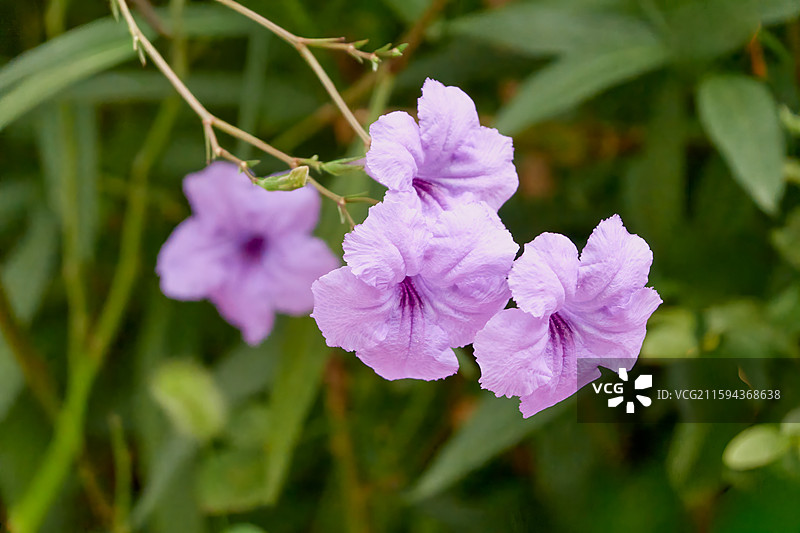 紫色花朵在绿色叶丛中优雅绽放图片素材
