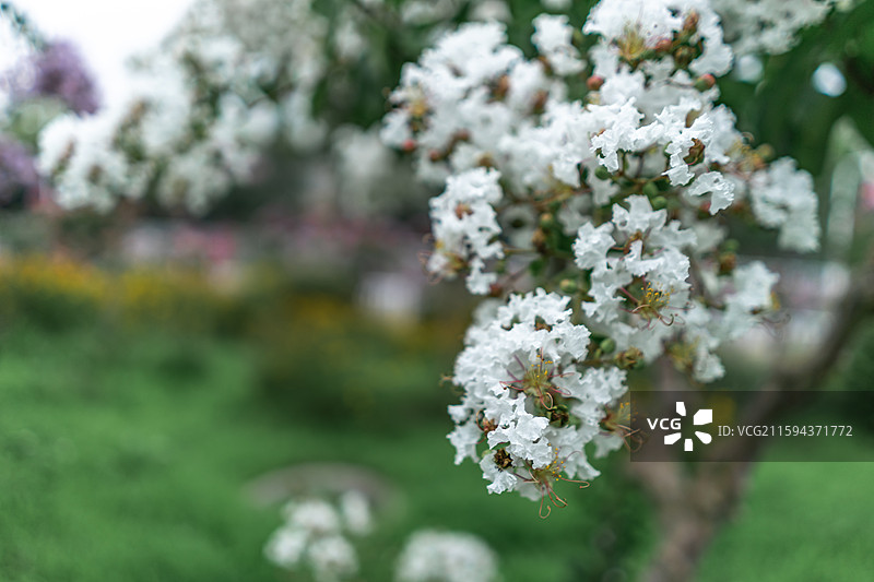 中国野生植物拍摄主题，绿化带园林里粉红色的紫薇栽培植物和盛开的花朵特写，户外白昼无人图像摄影图片素材