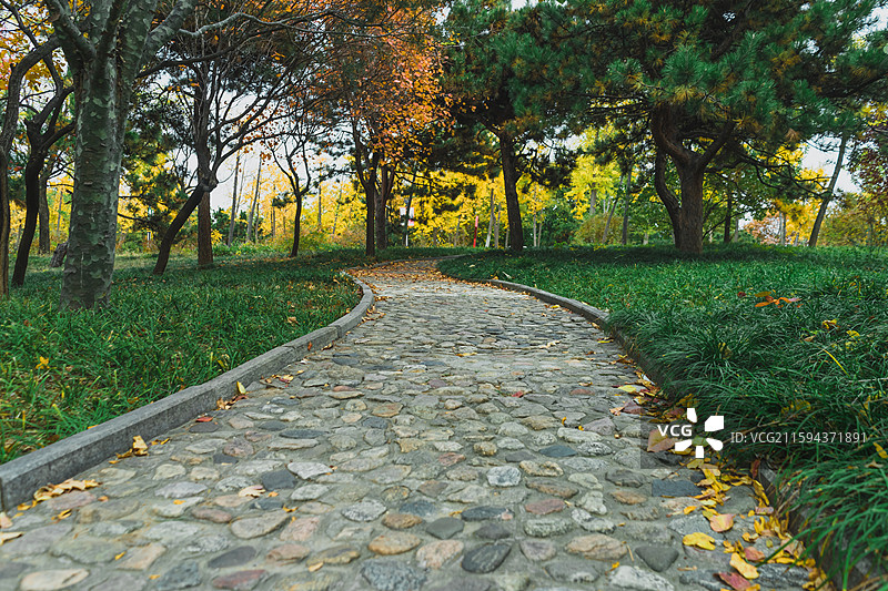 中国非都市风光野生植物拍摄主题，黄色红色的树木和秋天的红叶和鹅卵石人行道，户外白昼无人图像摄影图片素材