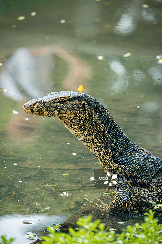 东南亚泰国曼谷伦披尼公园野生巨型蜥蜴图片素材