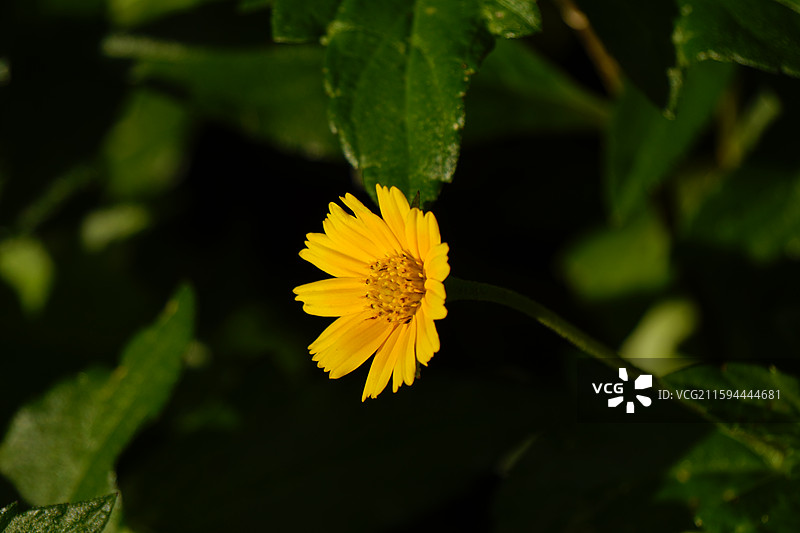 南美蟛蜞菊图片素材