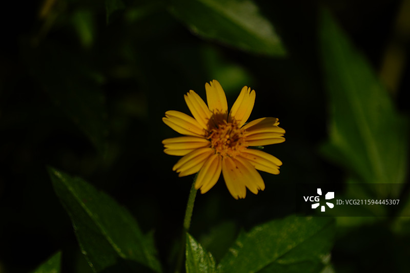 南美蟛蜞菊图片素材