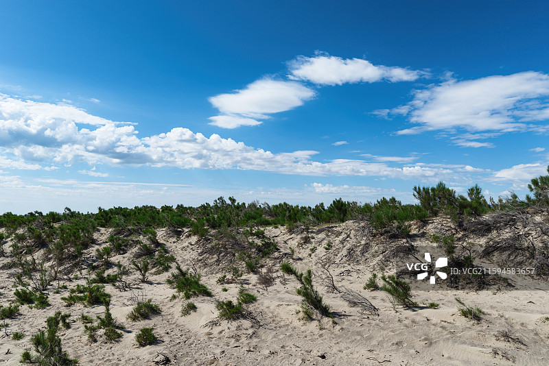 晴朗天气新疆福海县沙漠治理防风固沙绿植景观图片素材