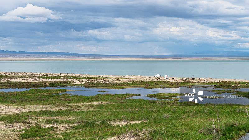 晴朗天气新疆福海县乌伦古湖国家湿地公园牧场骆驼湿地农业风景图片素材