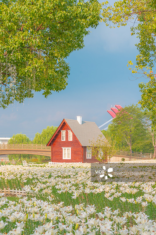 临海市灵湖小木屋百合花花海图片素材