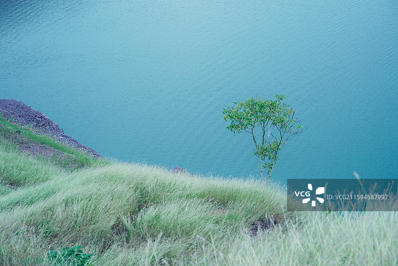 安徽省亳州市涡阳县龙山镇龙山池塘水边的一颗小树苗和野草丛图片素材