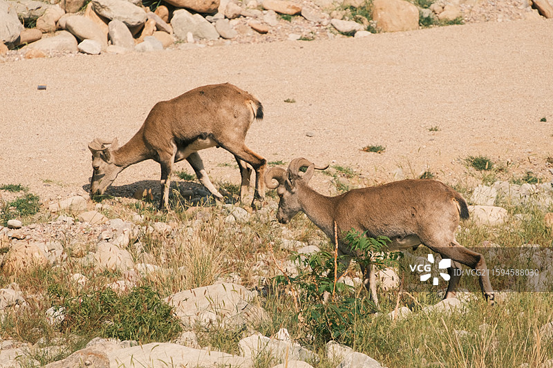 贺兰山岩羊图片素材