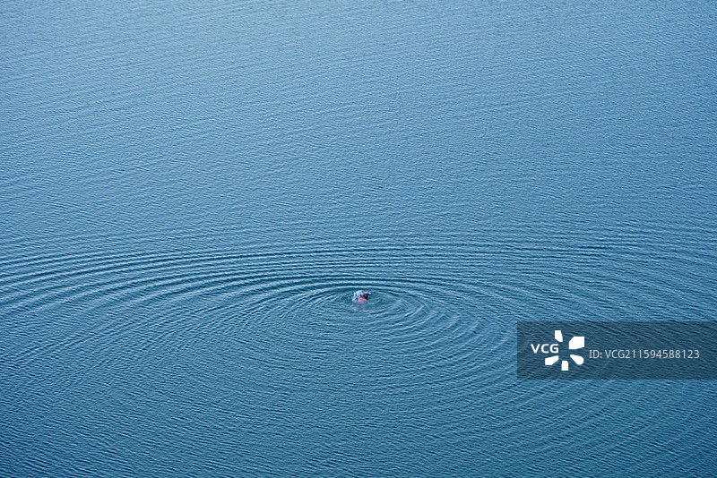 安徽省亳州市涡阳县龙山镇龙山池塘里的孤勇者游泳的人带起阵阵涟漪图片素材