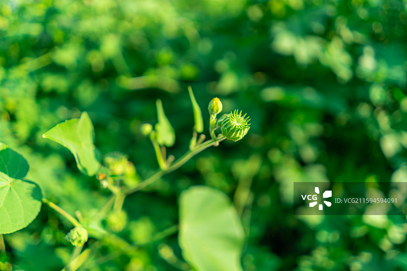 中国野生植物拍摄主题，陆地生长出绿色的嫩芽的野生苘麻成熟的果实种子，户外白昼无人图像摄影图片素材