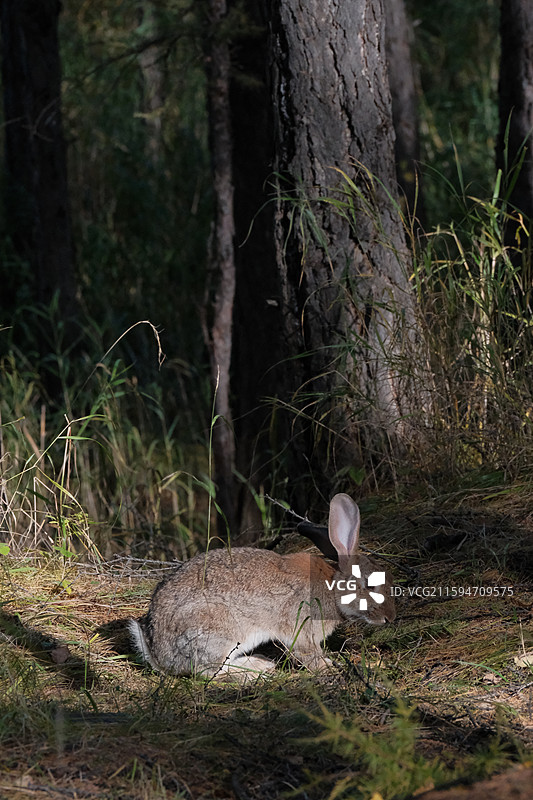 桦树林的野兔 摄于敖鲁古雅使鹿部落景区图片素材