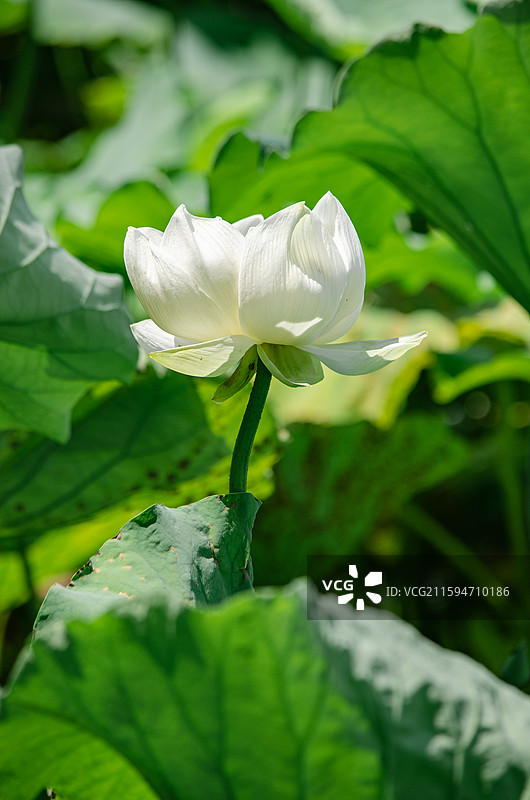 中国野生植物水生植物拍摄主题，城市公园荷塘湖水中清新美丽的粉色白色荷花荷叶，户外白昼摄影无人图像摄影图片素材