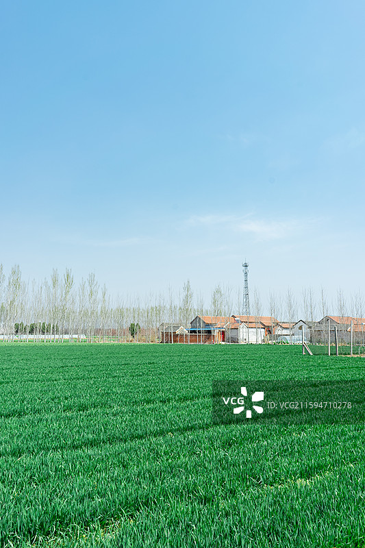 中国野生植物和野外植物拍摄主题，春天田地里生长出一片绿色的小麦麦田，户外白昼无人图像摄影图片素材