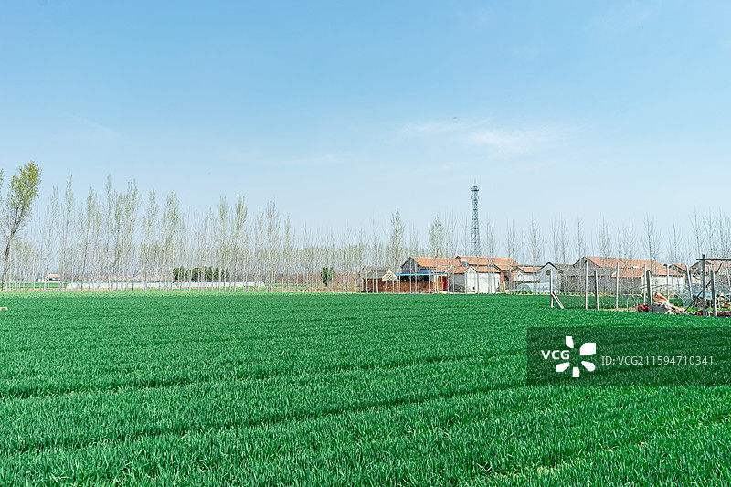 中国野生植物和野外植物拍摄主题，春天田地里生长出一片绿色的小麦麦田，户外白昼无人图像摄影图片素材