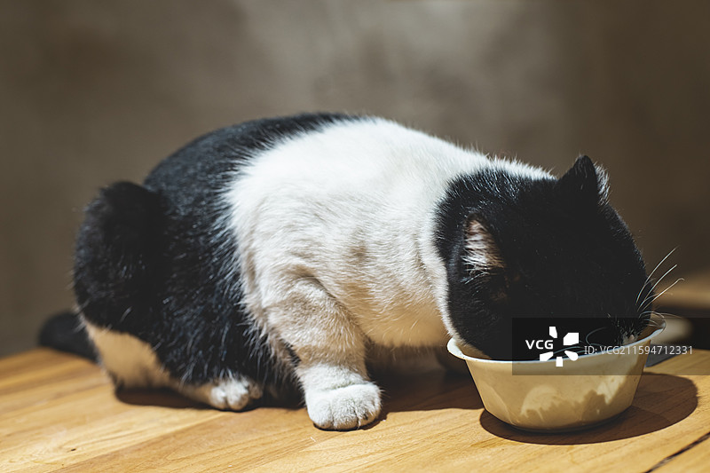 中国野生动物拍摄主题，地面上躺着一只白色黑色相间的猫咪正在吃猫粮，室内无人图像摄影图片素材