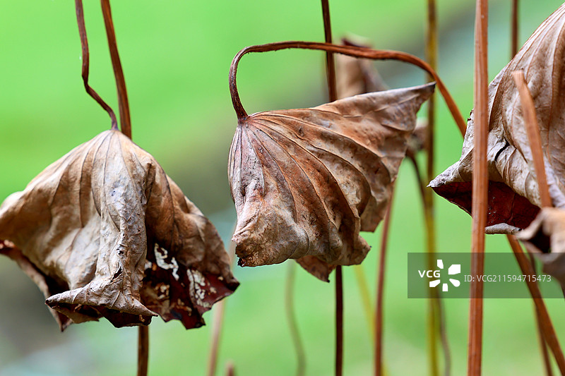 深秋荷塘残荷枯荷叶特写图片素材