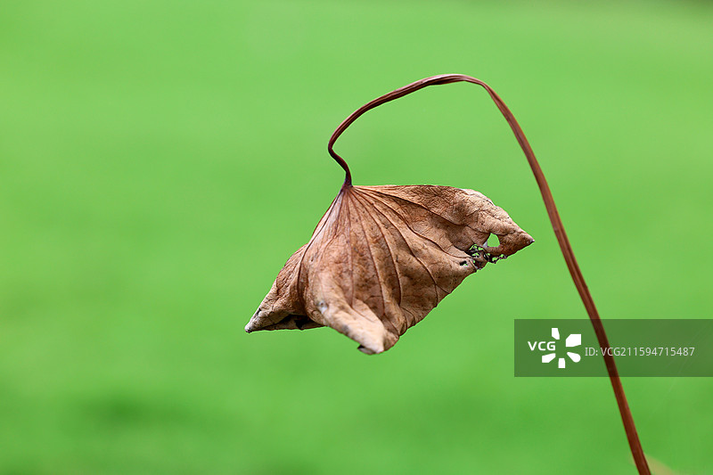 深秋荷塘残荷枯荷叶特写图片素材