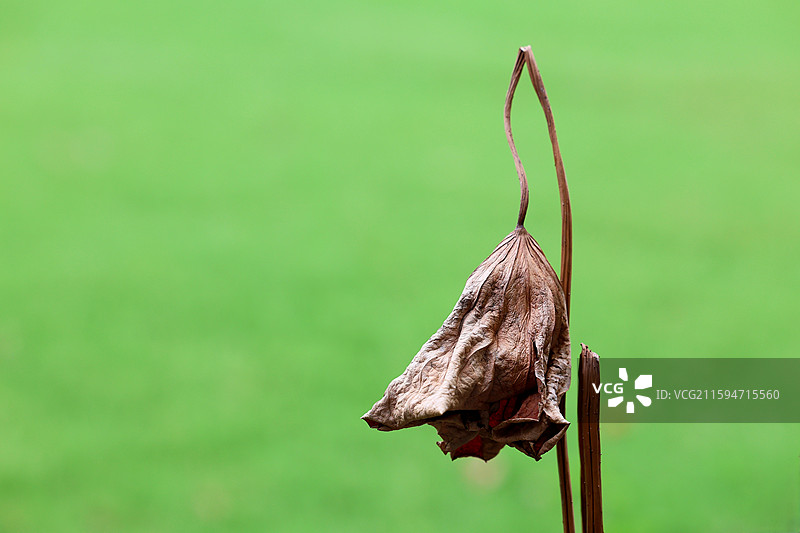 深秋荷塘残荷枯荷叶特写图片素材