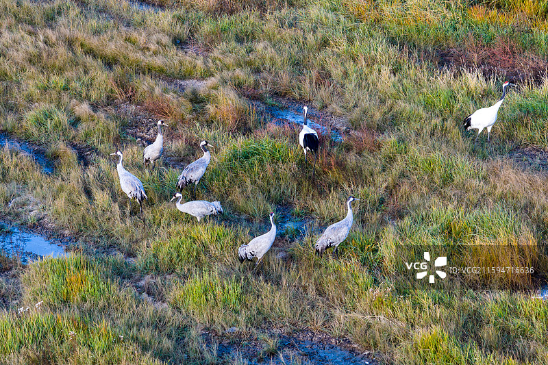 候鸟回归扎龙湿地短暂休整图片素材