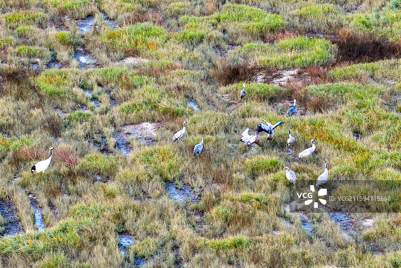 候鸟回归扎龙湿地短暂休整图片素材