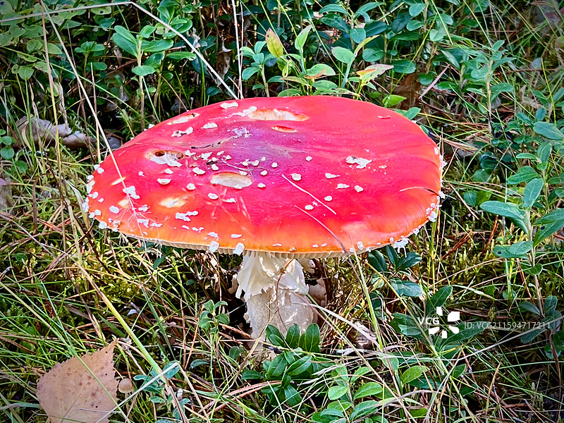 毒蝇伞图片素材