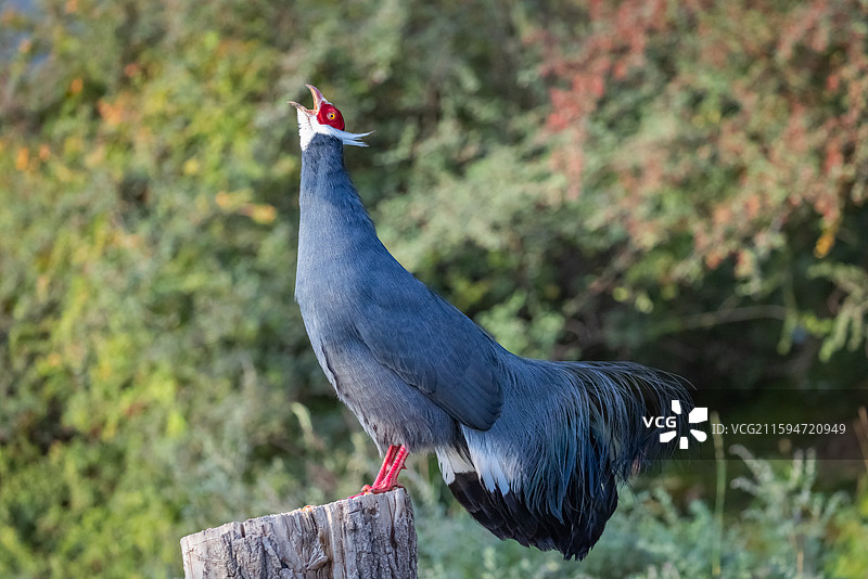 蓝马鸡图片素材