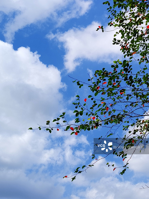 蓝天白云背景中的叶子渐渐地变红了3图片素材