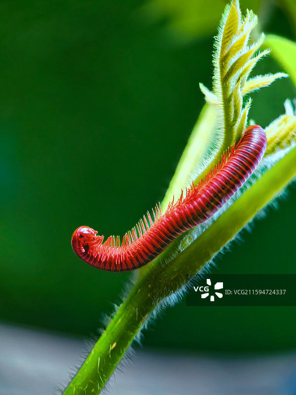 身材修长的千足虫图片素材