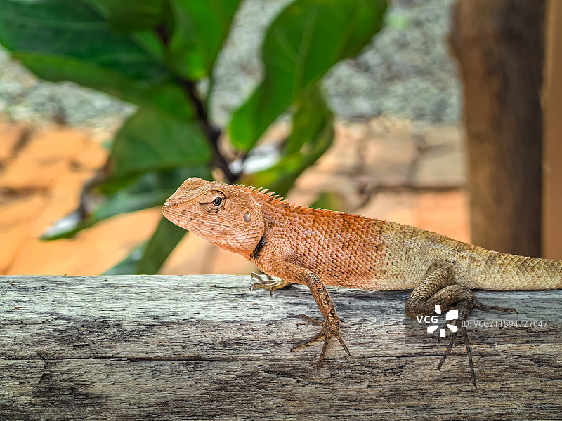 红头蜥蜴特写图片素材
