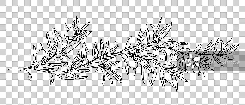 孤立在背景上的橄榄枝和橄榄图片素材