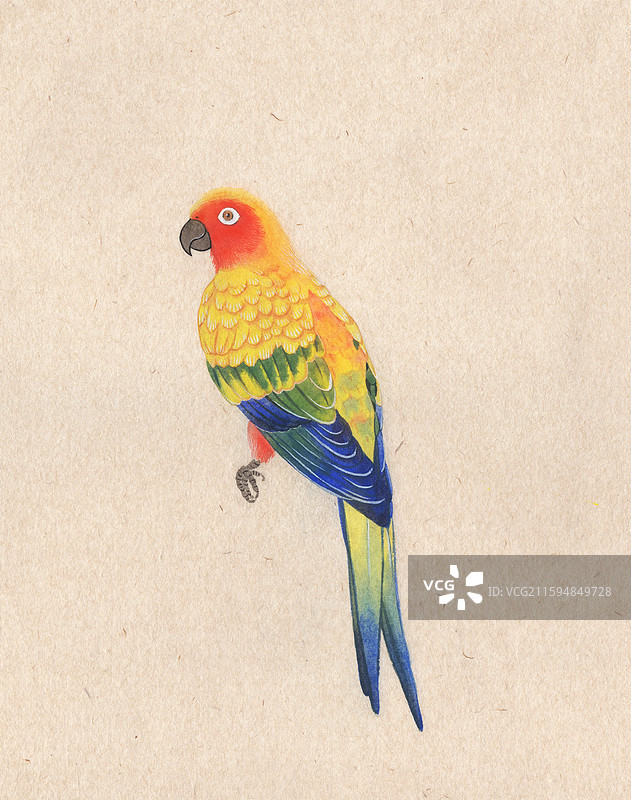 金太阳鹦鹉没骨画国画插画图片素材
