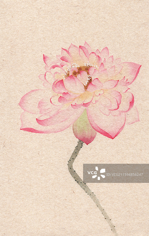 重瓣荷花没骨画国画插画图片素材