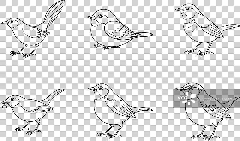 comprehensive wren line art set图片素材