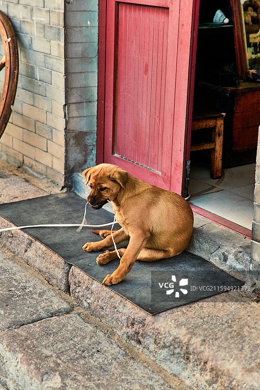 趴在店铺门外的中华田园犬小黄图片素材