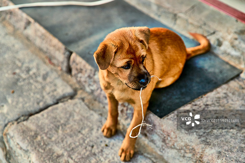 趴在店铺门外的中华田园犬小黄图片素材