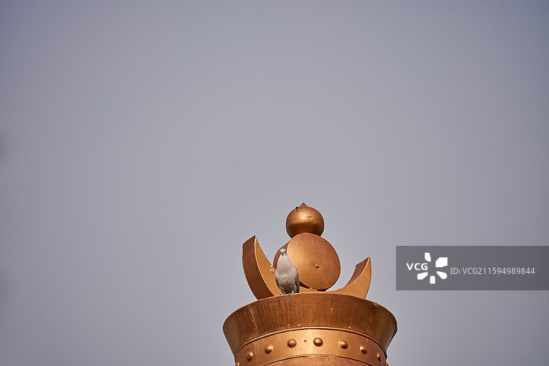 甘肃武威凉州白塔寺景区白塔顶上的灰斑鸠图片素材