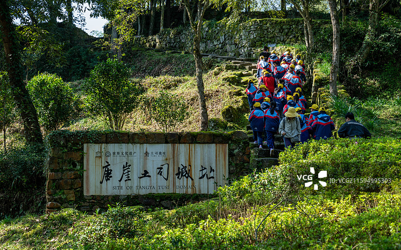 世界文化遗产湖北咸丰县唐崖土司城址古城墙上的古树图片素材