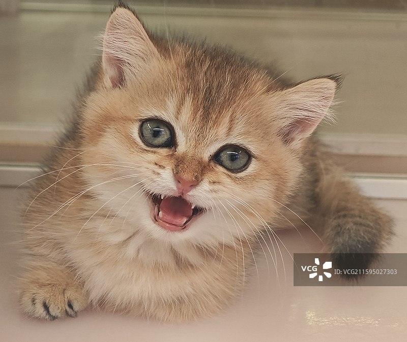 金渐层图片素材