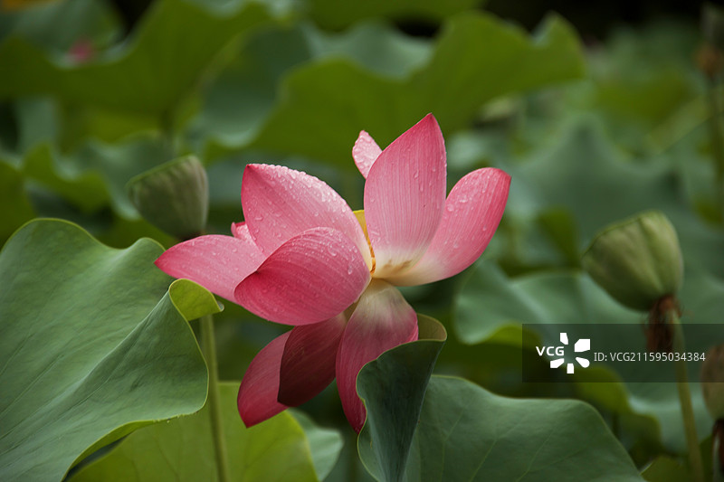 出淤泥而不染图片素材
