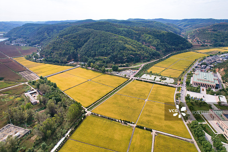 陕西延安南泥湾 秋天的稻田与高粱地图片素材