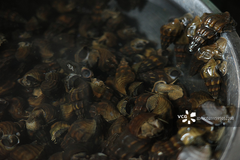 山坑螺图片素材