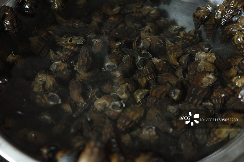 山坑螺图片素材