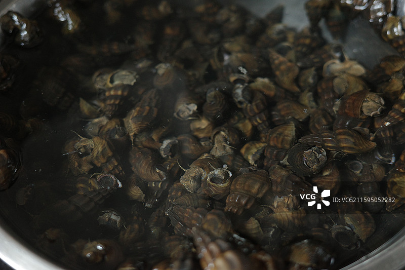 山坑螺图片素材